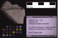 Foto (Objekt + Etiketten) von Decapoda indet. (NHMW-GEO-1990-0041-0143)